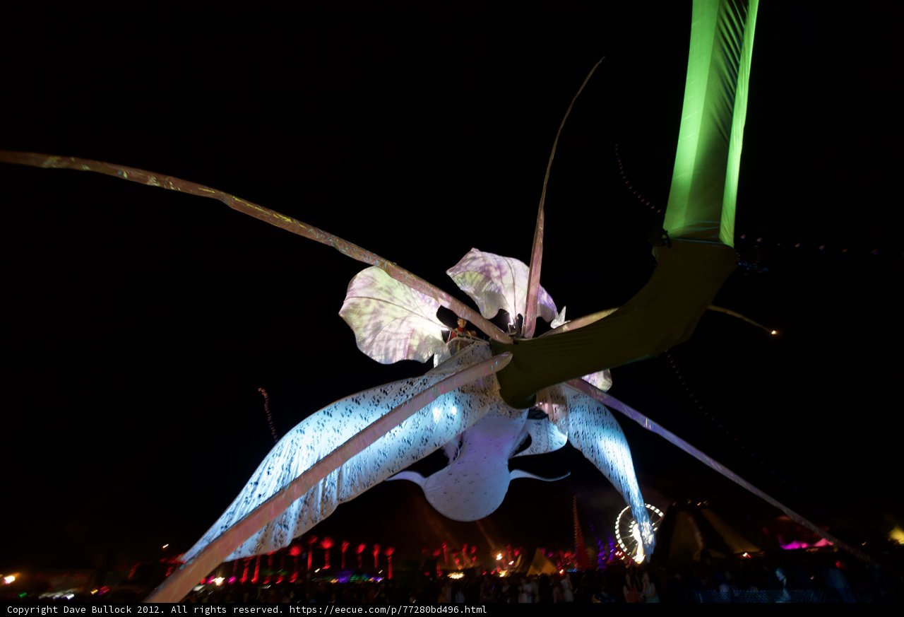 Insect Light Show