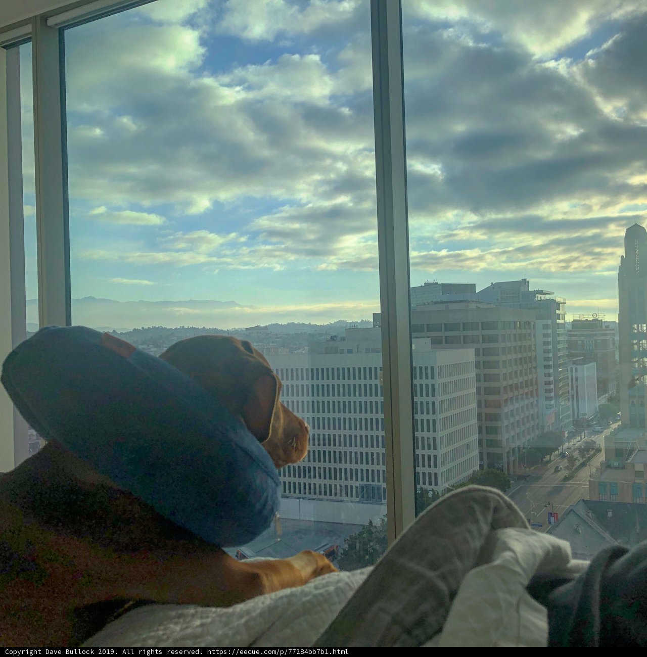 Urban Pup on a High-Rise Bed