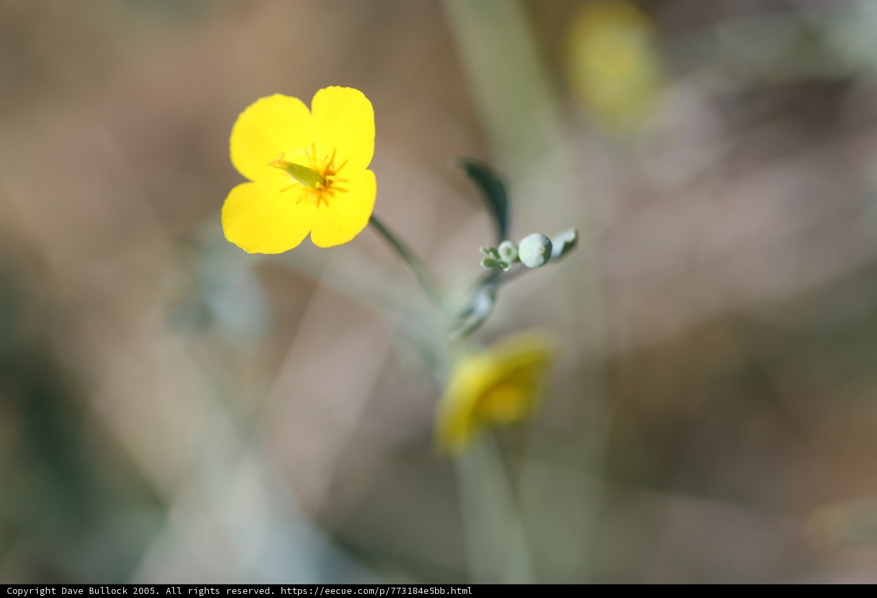 Lone Yellow Geranium