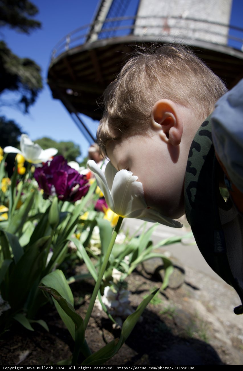 Whispers to the Wind: The Joy of Nature's Interaction