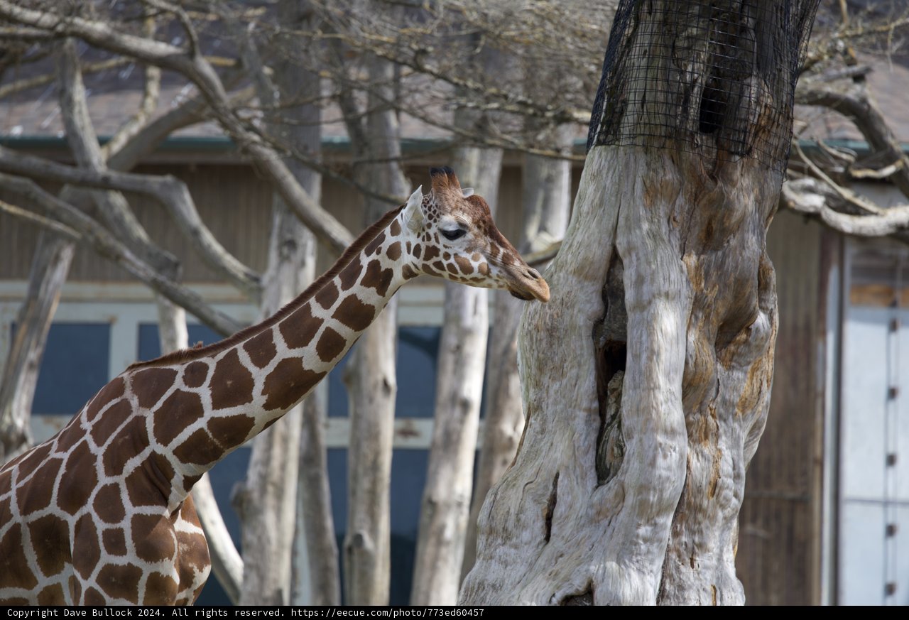 Majestic Giraffe at SF Zoo, 2024