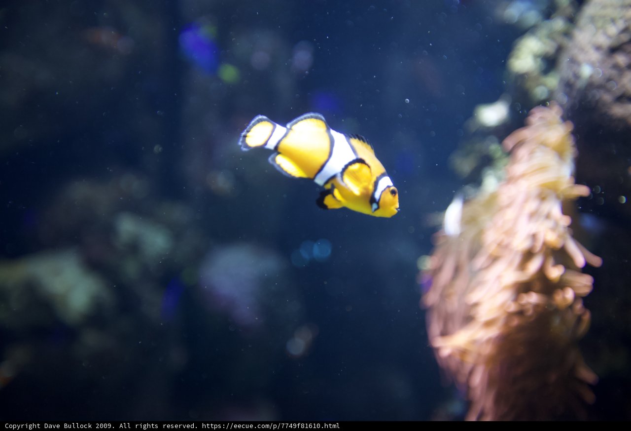 Swimming with the Clownfish