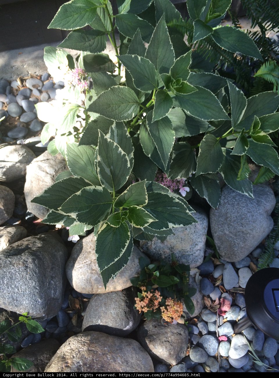 A Foliage and Flower Oasis in a Rock Garden