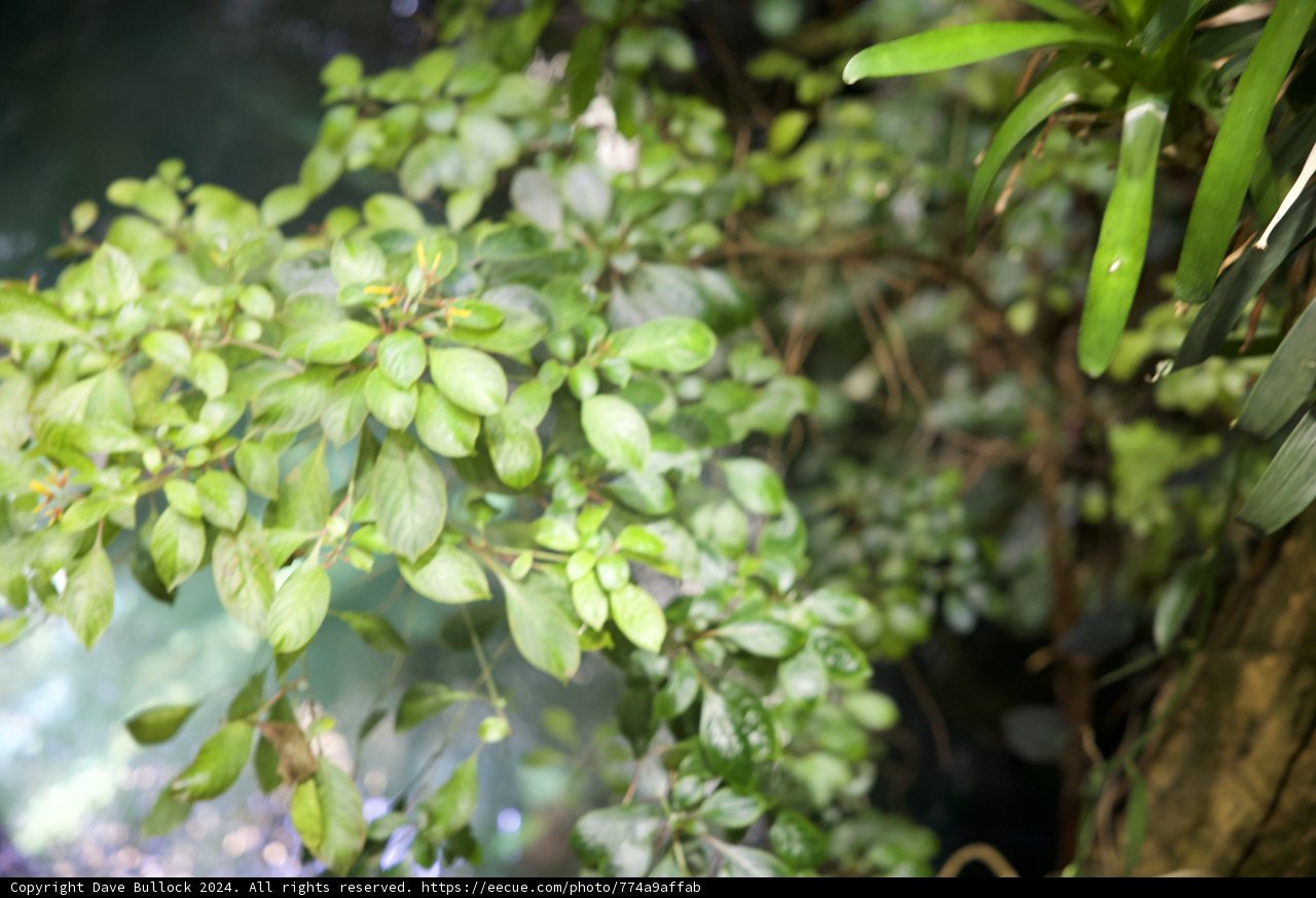 Vibrant Harmony of the Rainforest