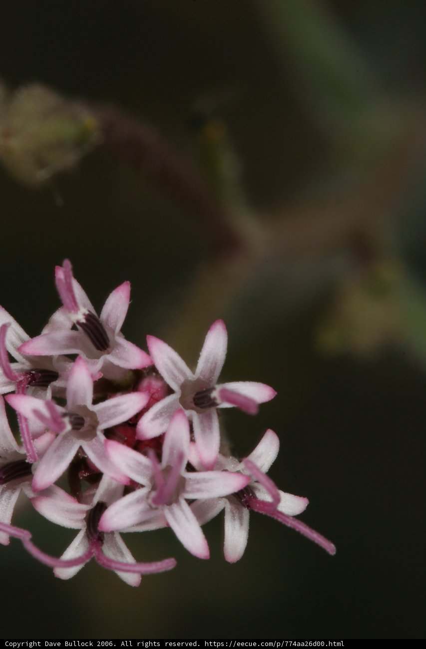 Delicate Pink Flower in the Desert