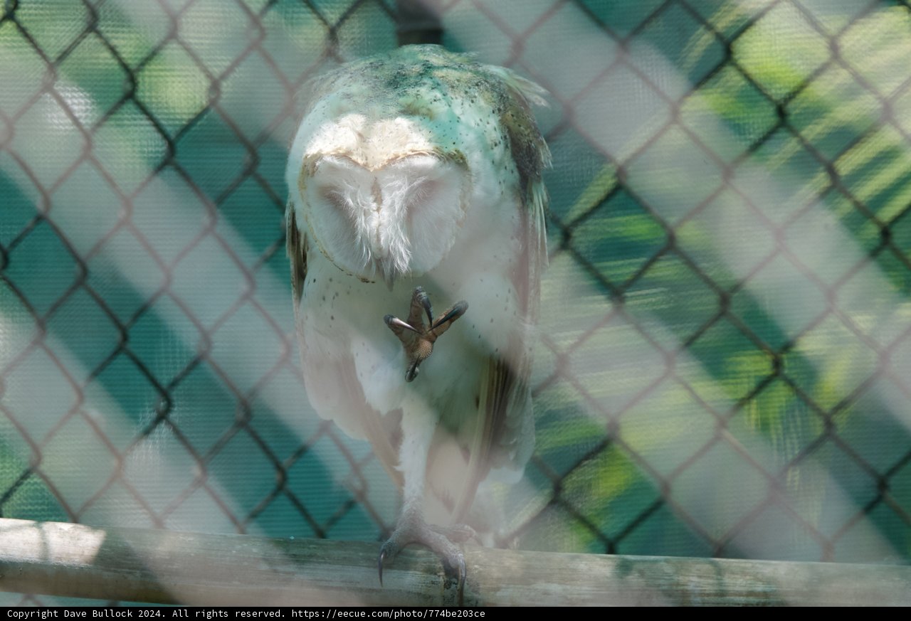 Contemplative Gaze: An Owl at Rest