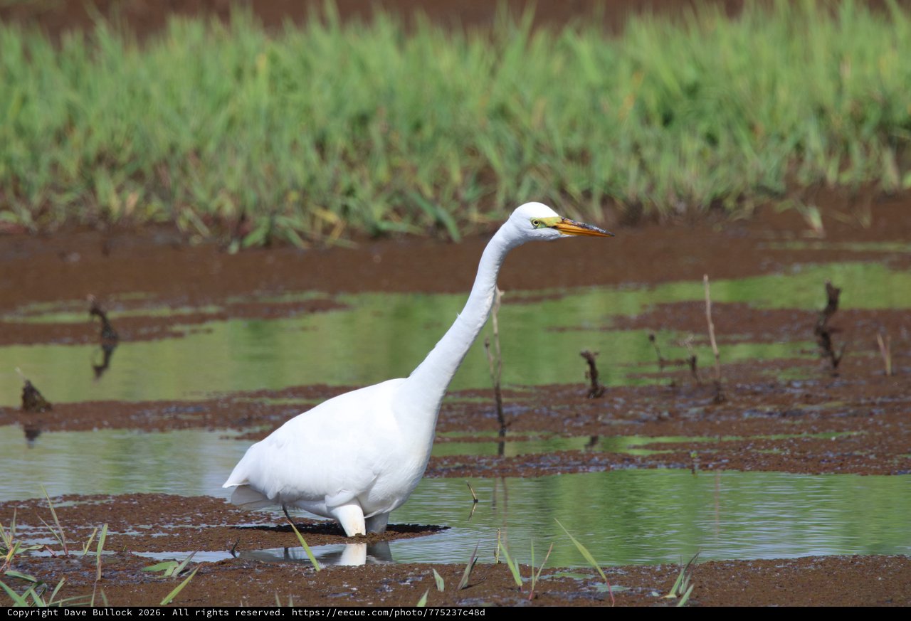 Great Egret Wading in Shallow Wetland Waters