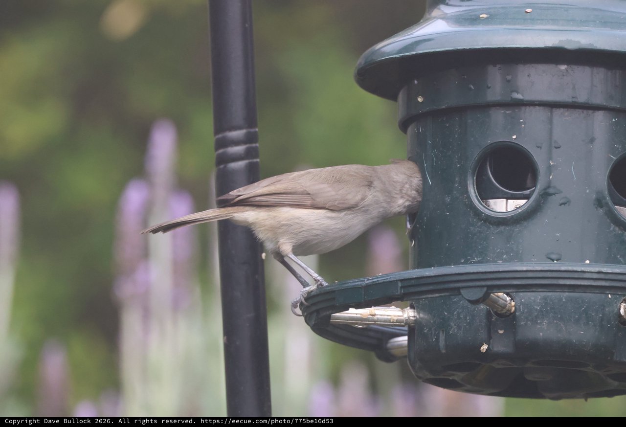 Brown Bird Feeding at Garden Bird Feeder