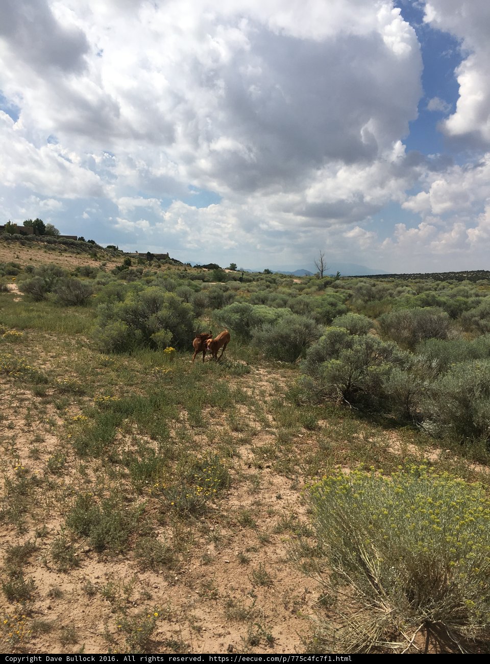 Majestic Horse in the Santa Fe Wilderness