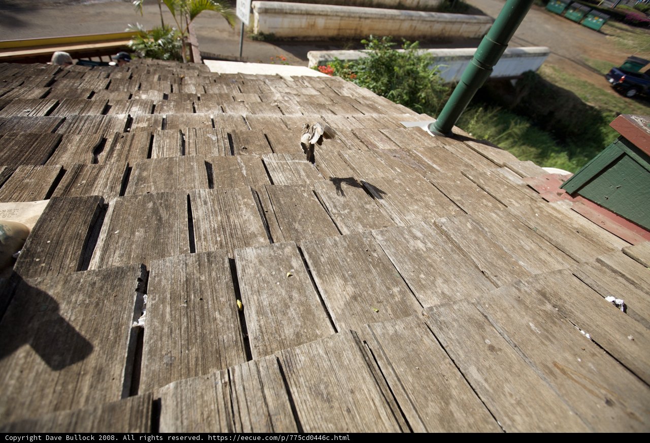 Feathered Rooftop Observer