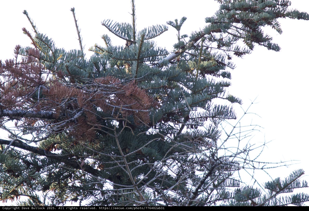 Winter-Damaged Evergreen in Yosemite Snow