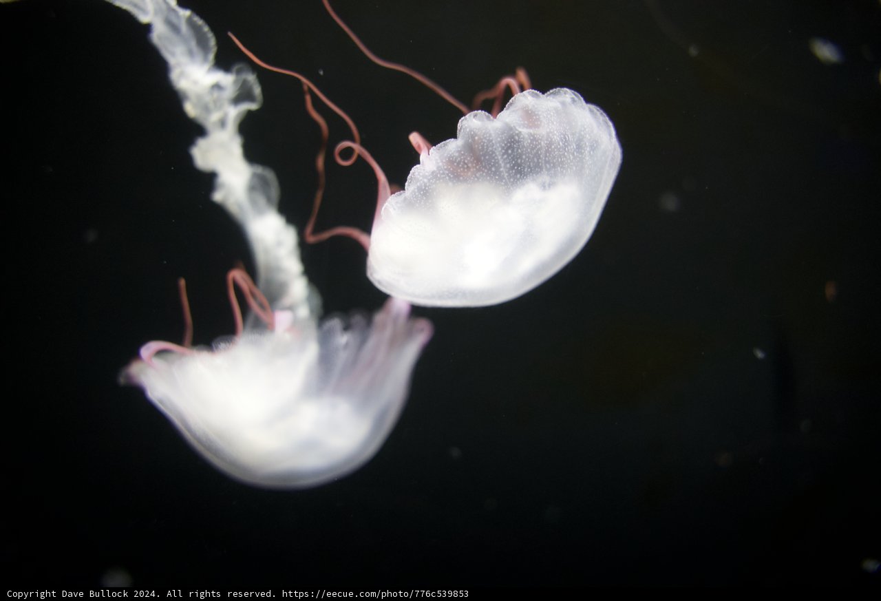 Ethereal Dance in the Depths