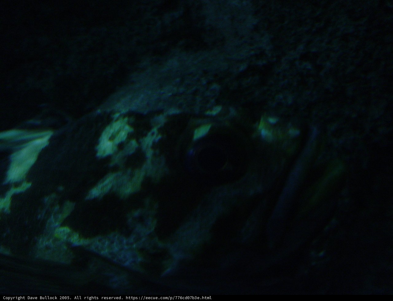 Deep Sea Catch