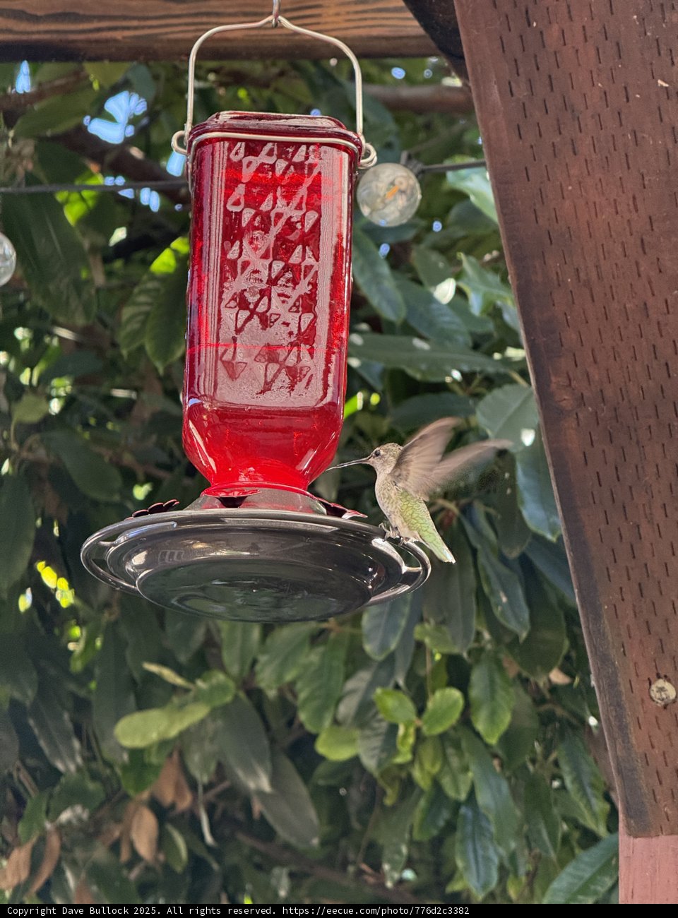 Dance of the Hummingbird