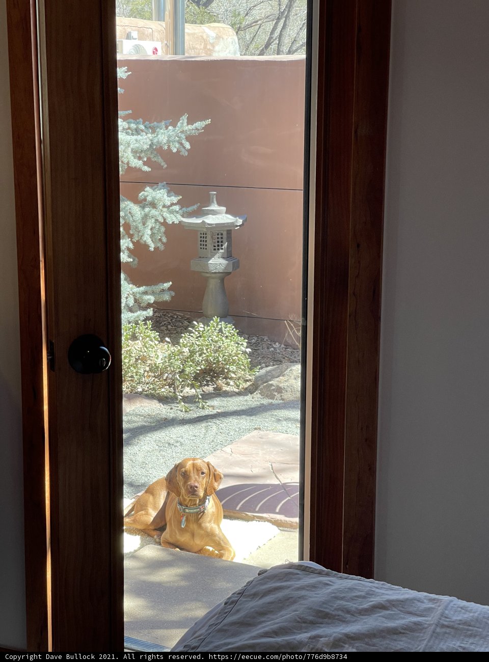 Cozy Canine Companion
