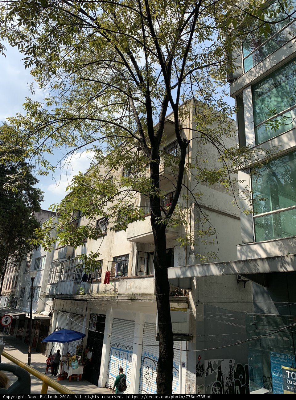 Urban Tree