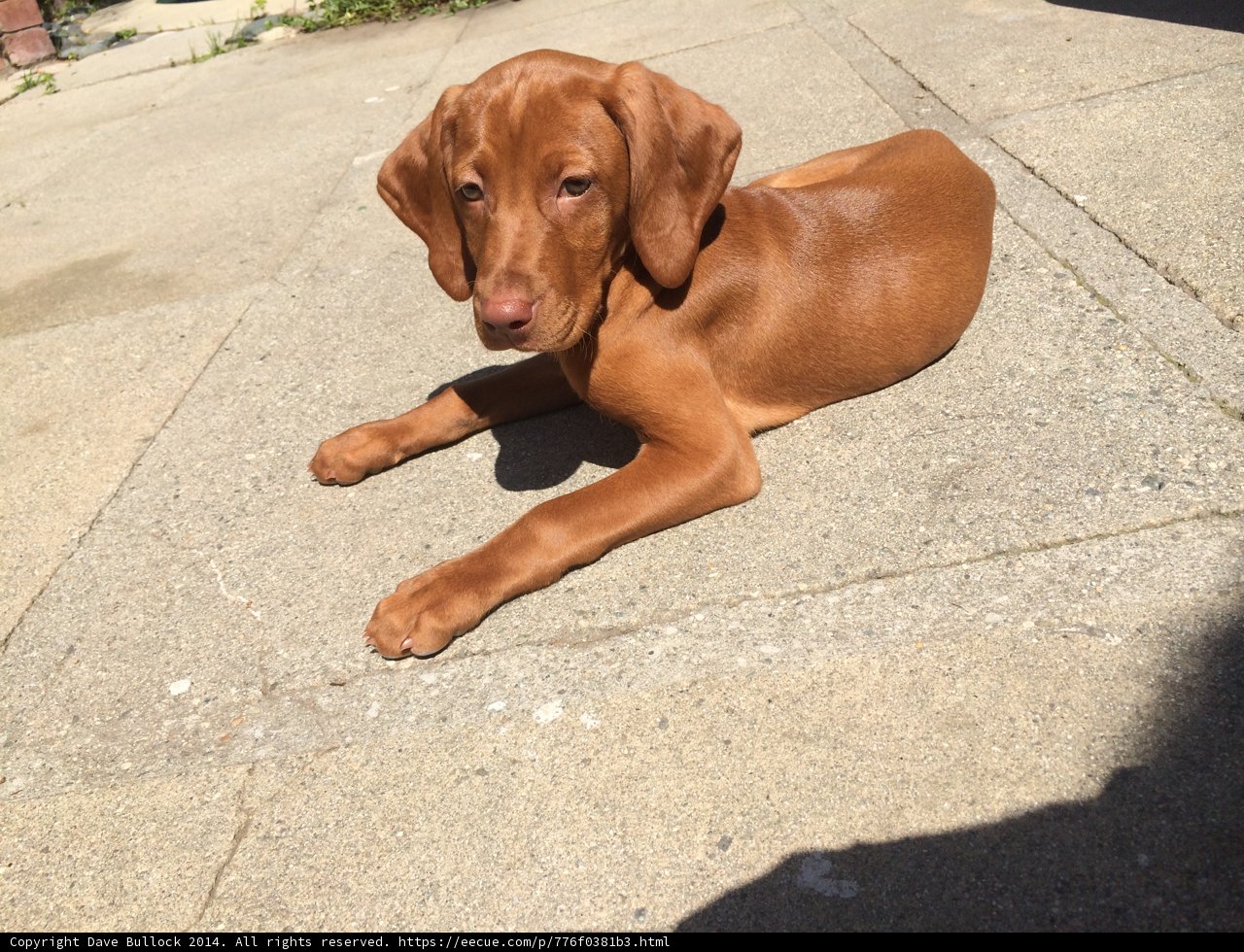 Relaxing Vizsla Puppy on Path