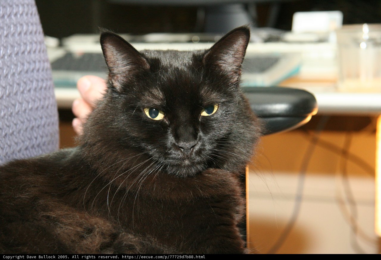 The Regal Black Cat