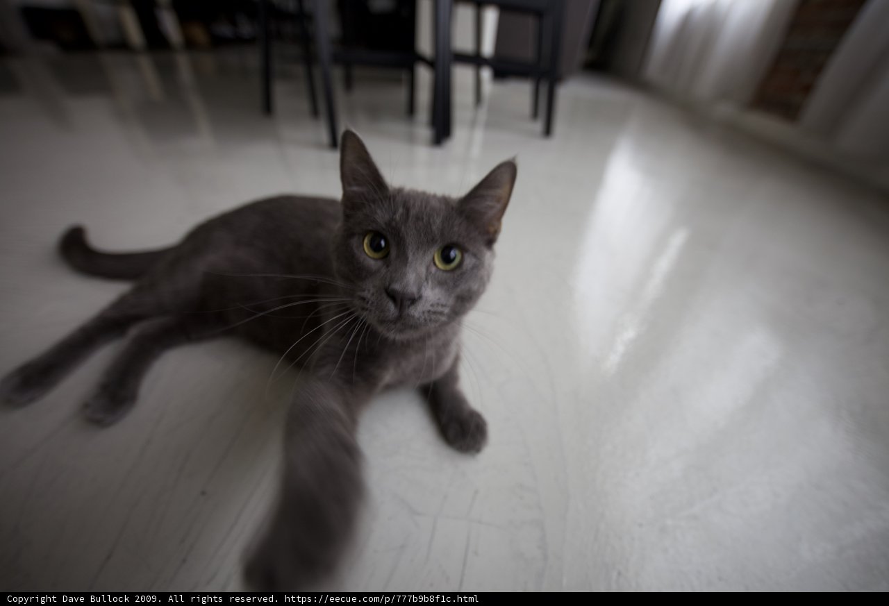 Purrfectly at Home on the Wood Floor