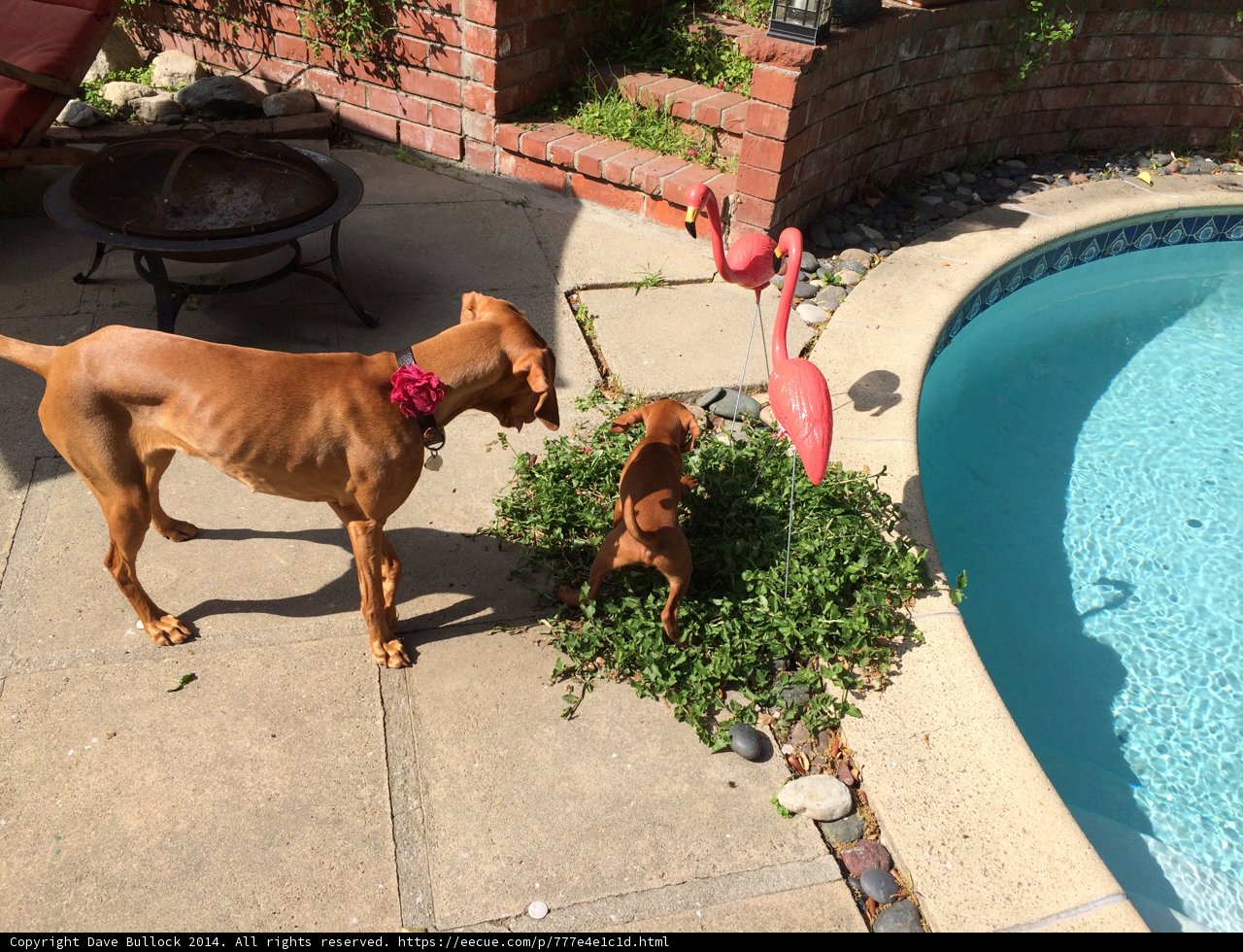 Two Dogs by the Pool