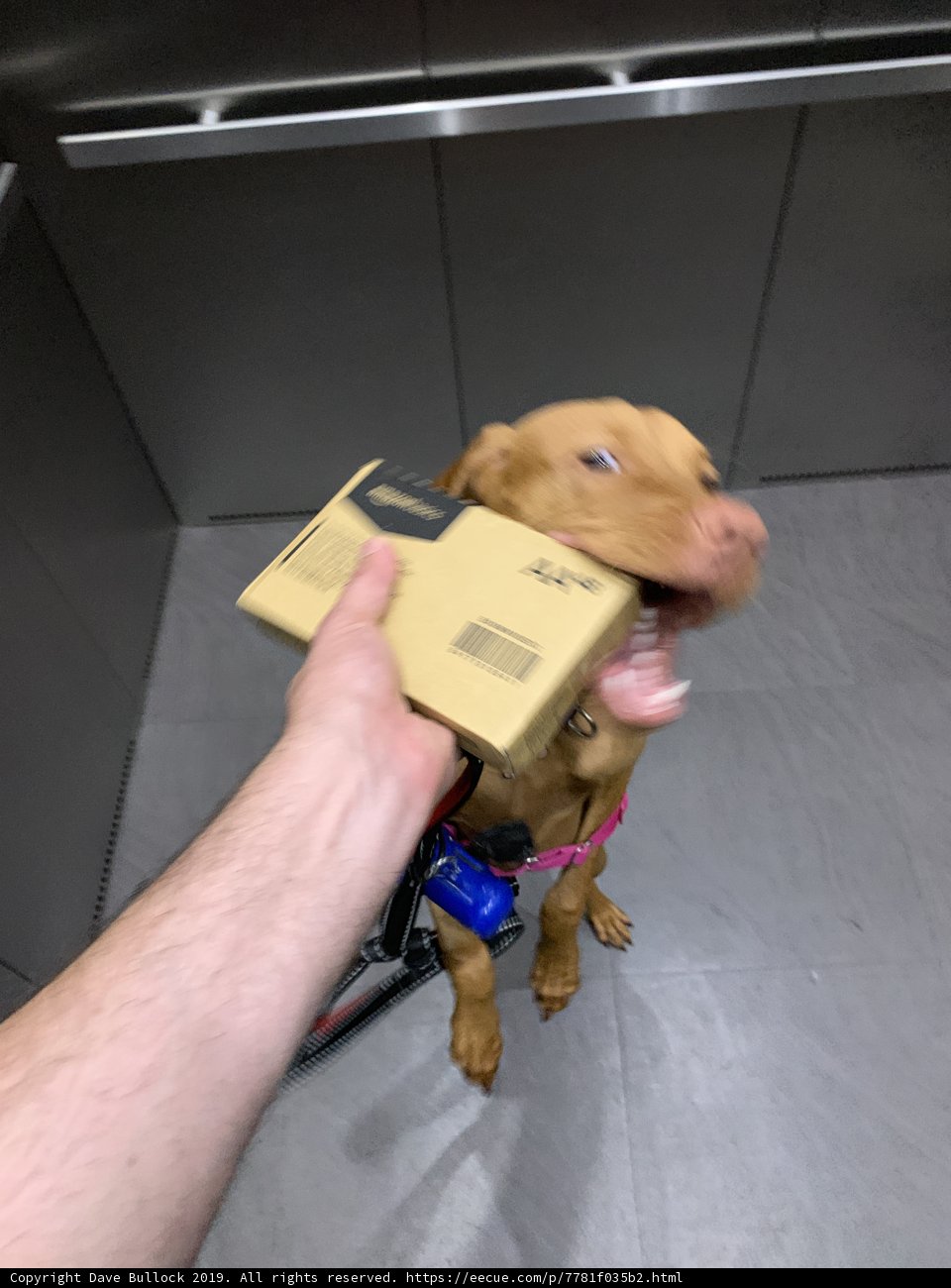 Elevator Pooch