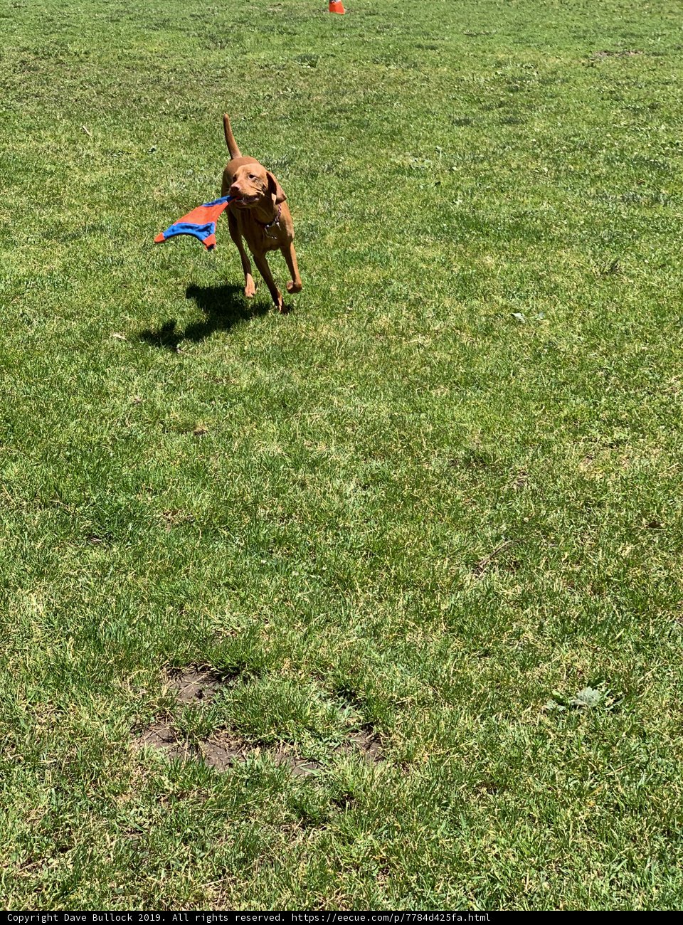 Frisbee Fun in the California Sunshine