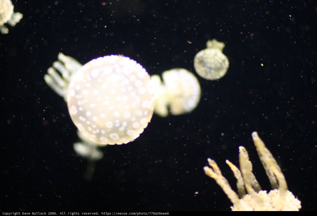 Serene Sea Life