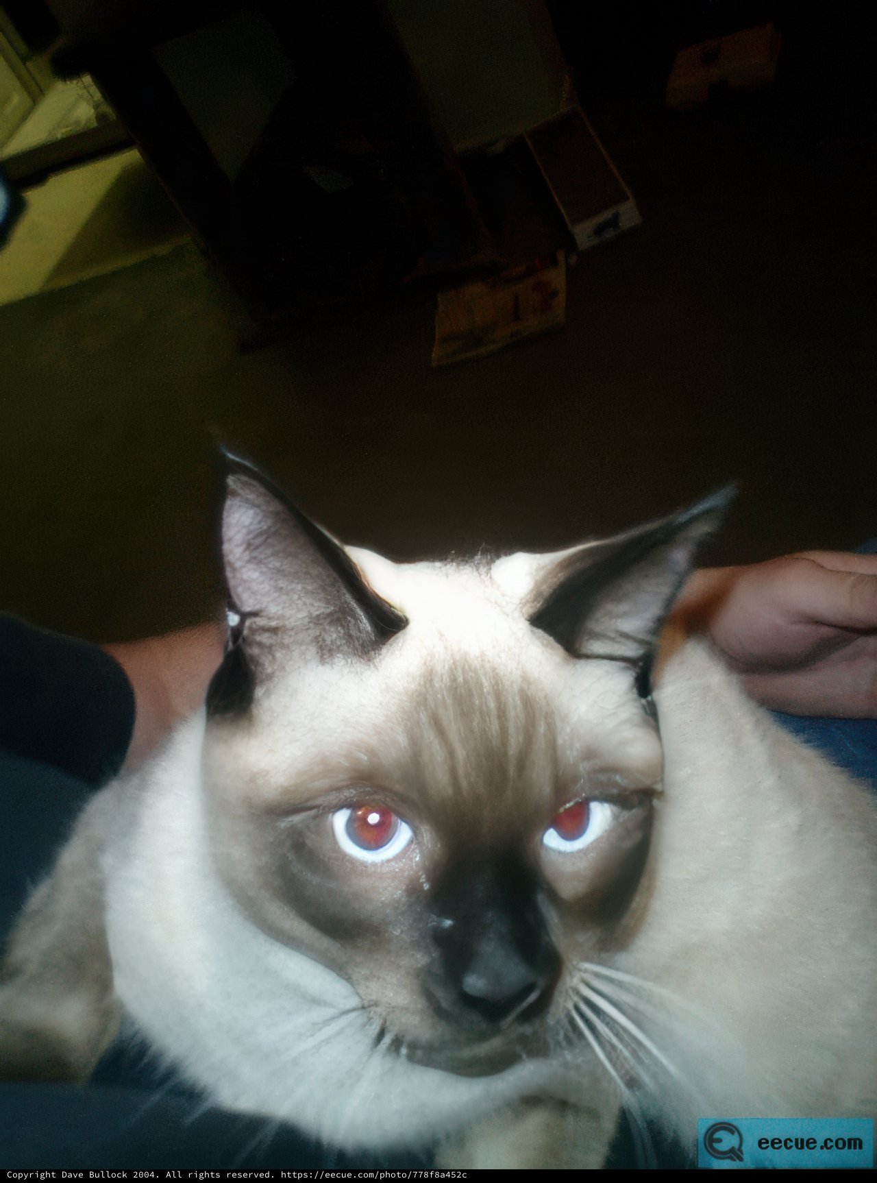 Blue-Eyed Siamese