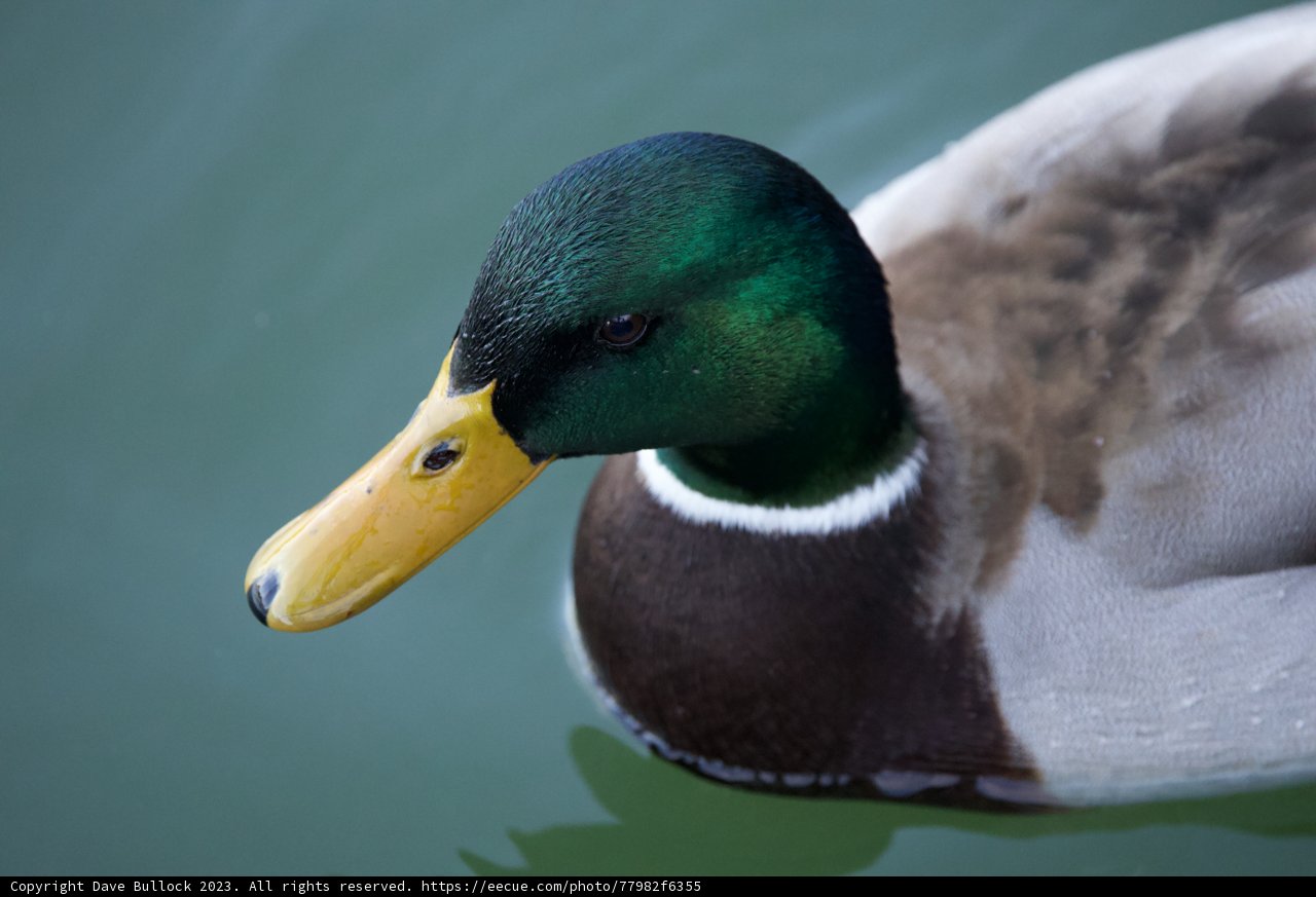 Majestic Mallard of Lake Merced