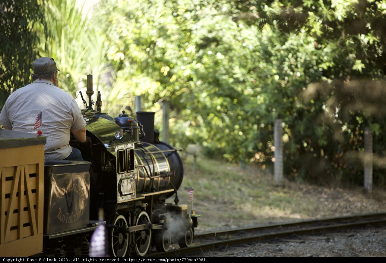 Locomotive Adventure in the Forest