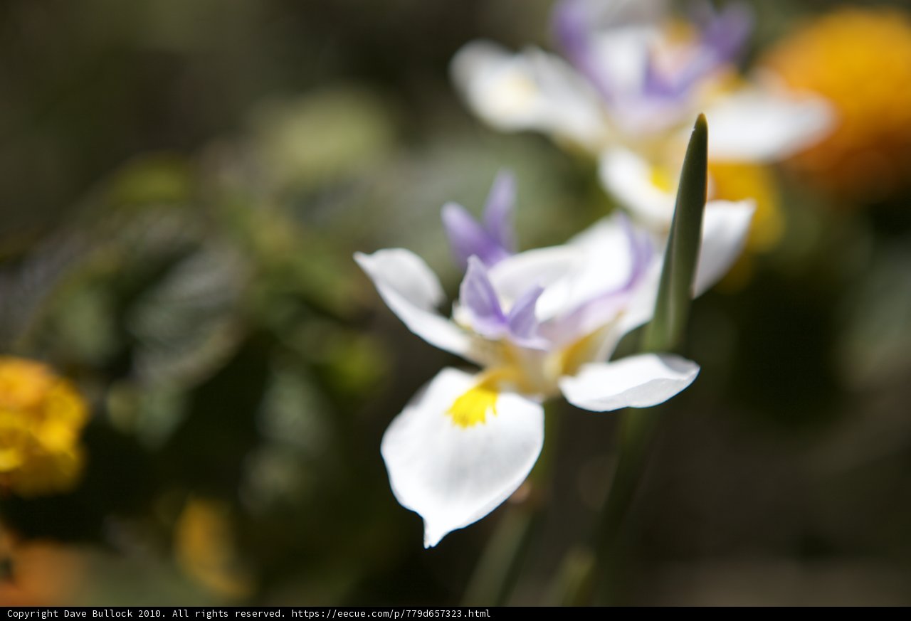 Purple and White Iris Flower