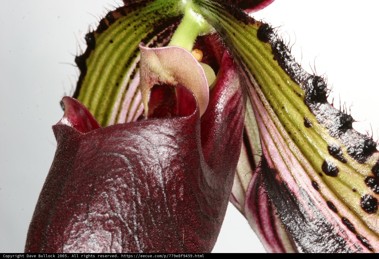Orchid Flower with Long Stem