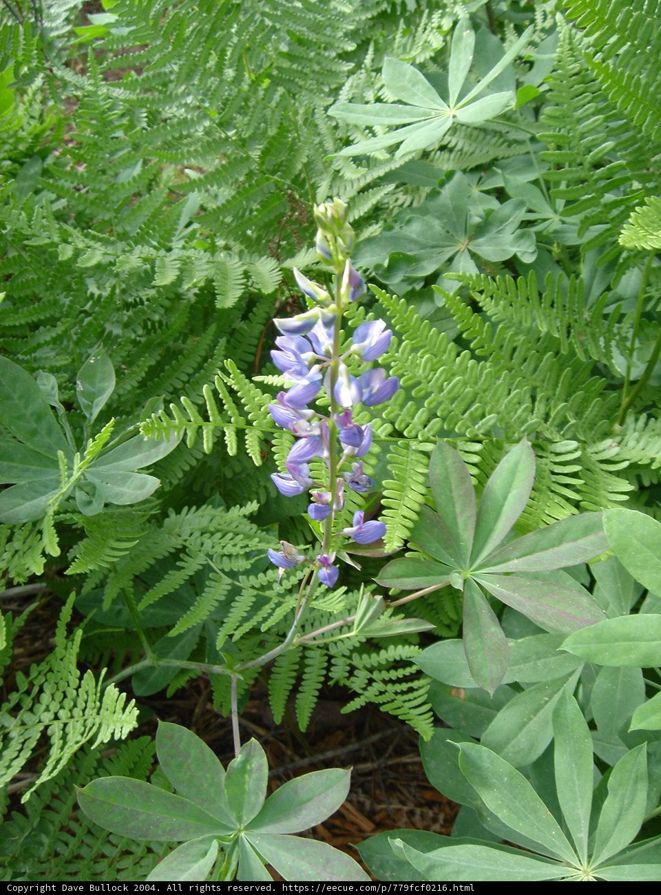 Purple Flower in a Sea of Green Foliage