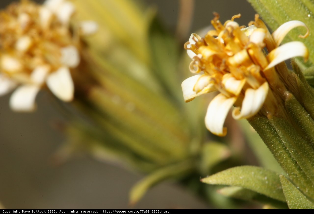 A Yellow and White Daisy in the Desert