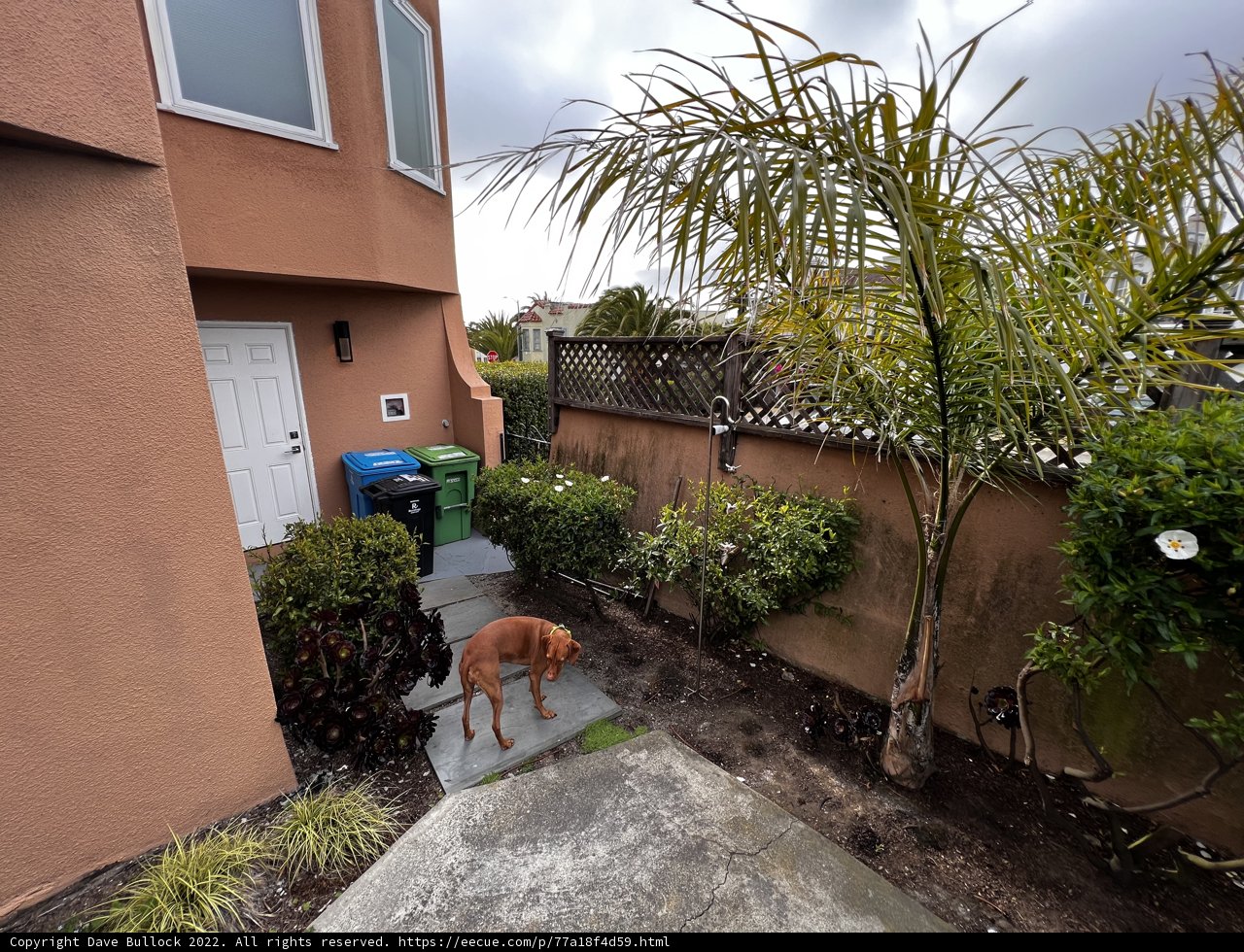 Backyard Buddy