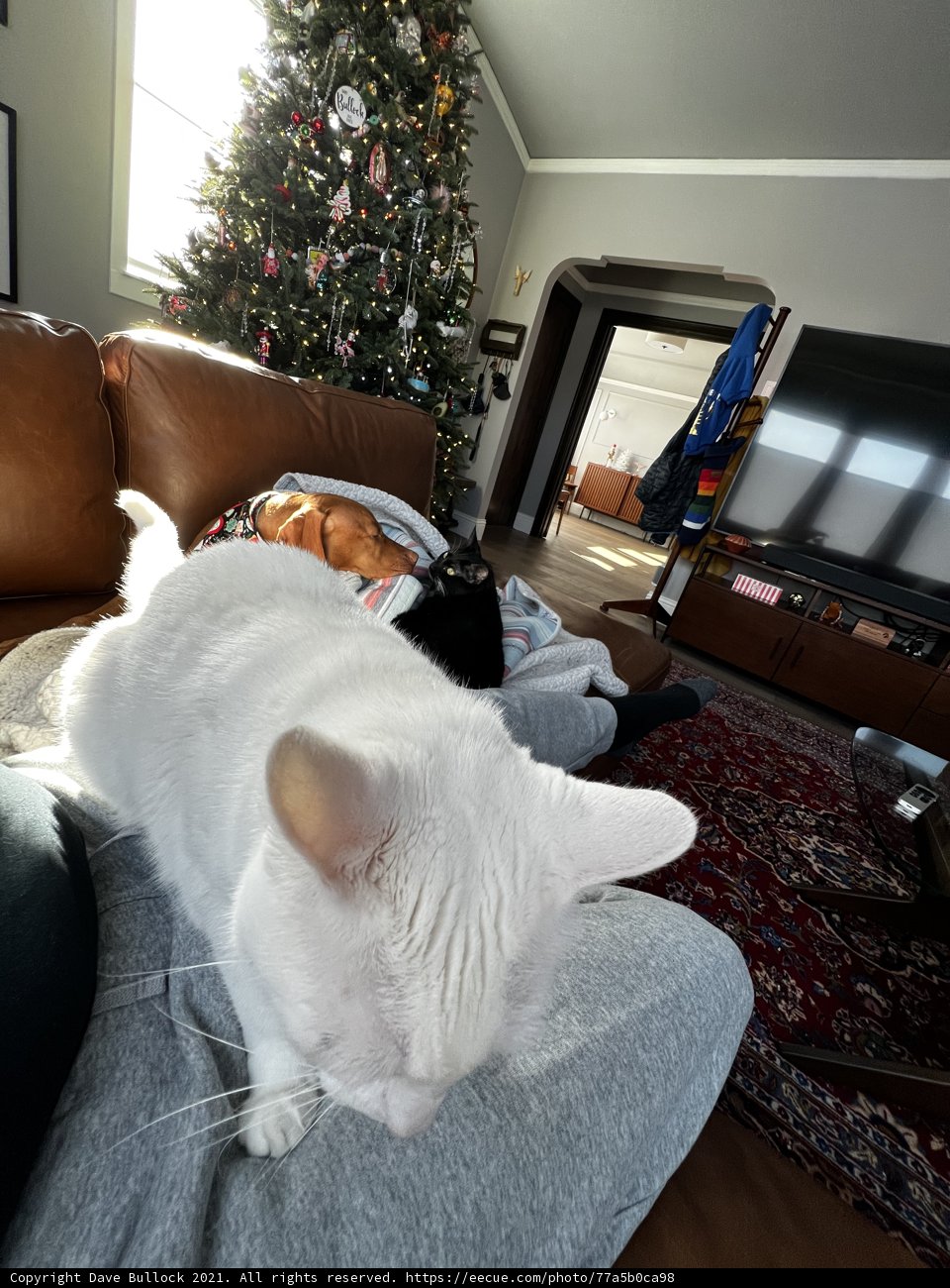 White Cat and Christmas Tree