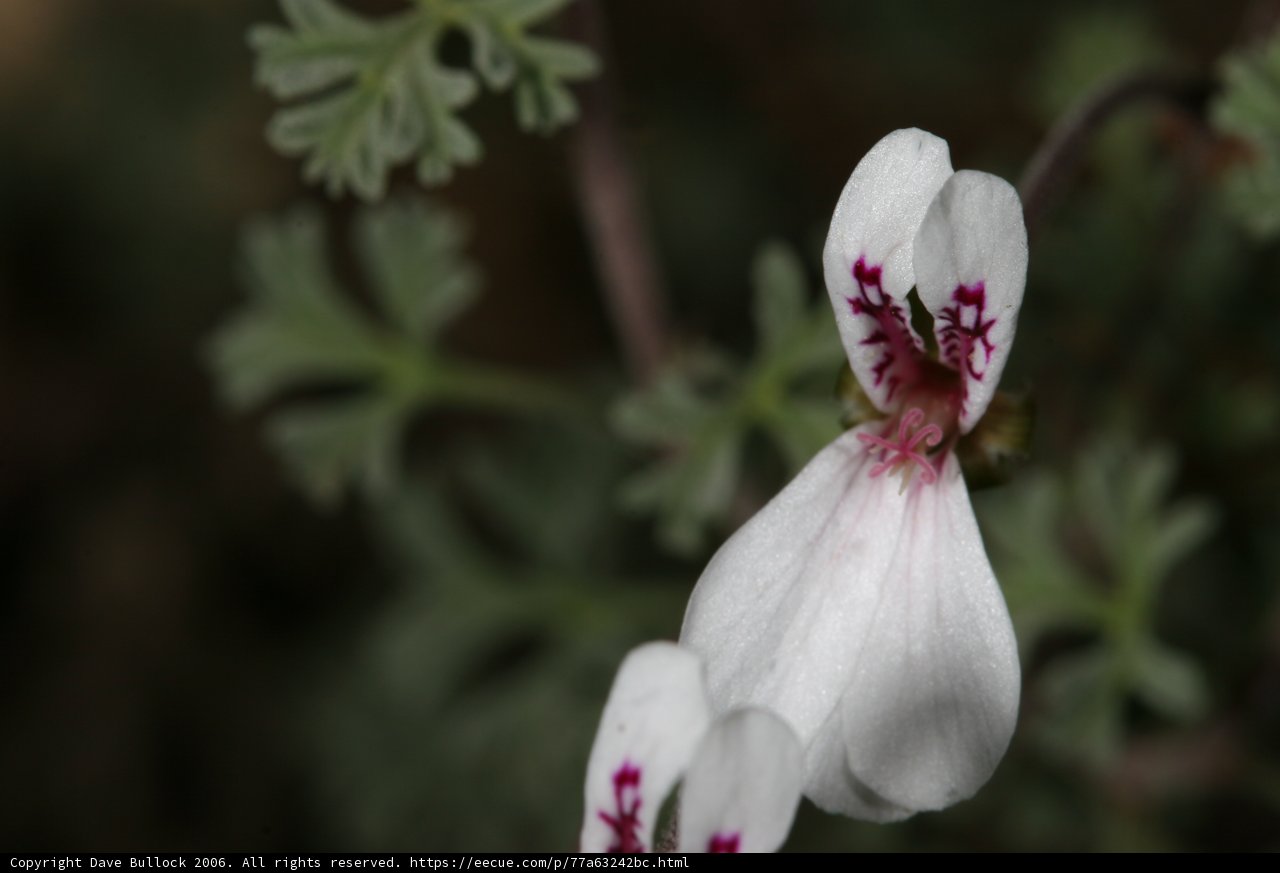 Geranium Flower with Vibrant Red Centers