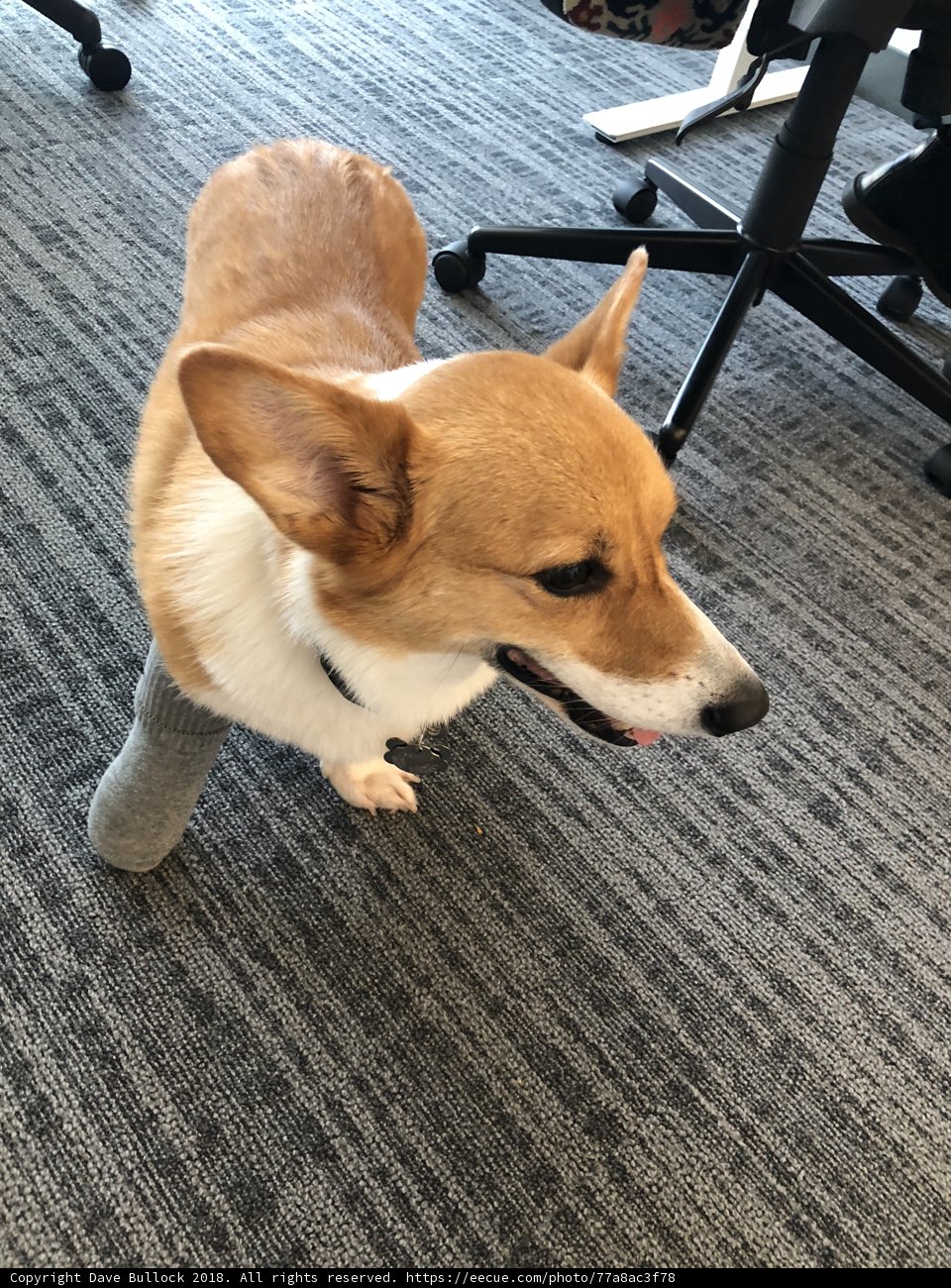 The Resilient Corgi