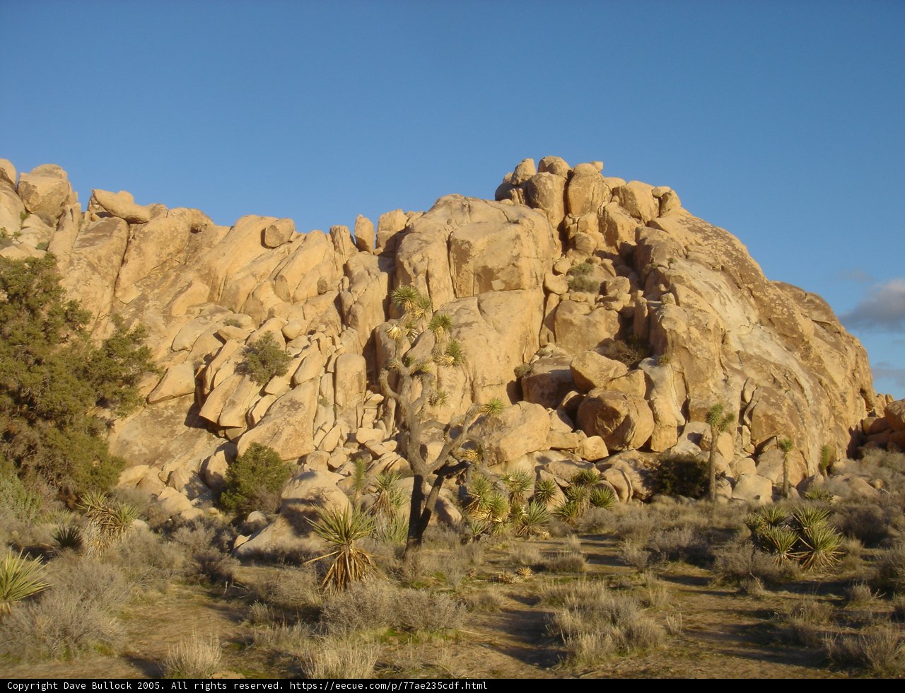 Majestic Joshua Tree
