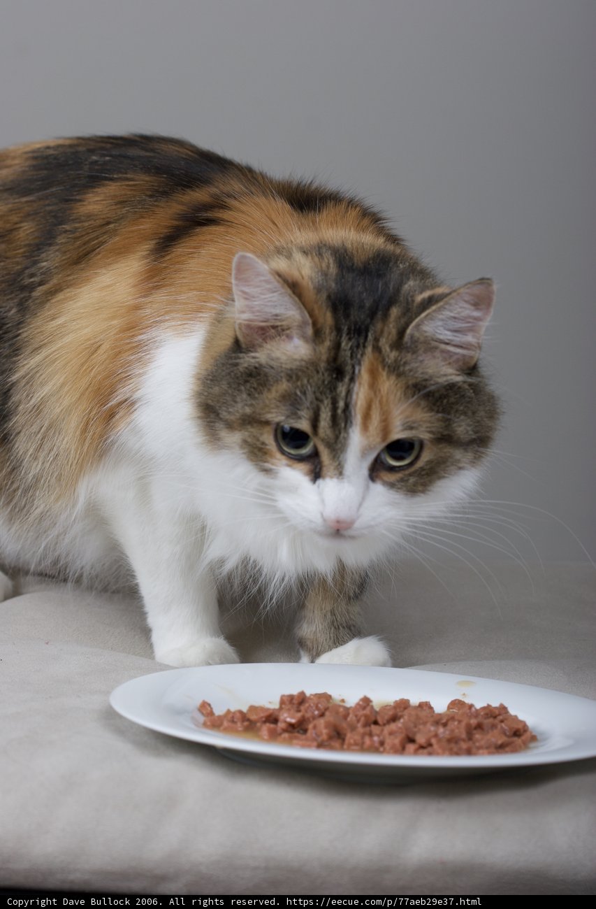 The Graceful Plate-stander