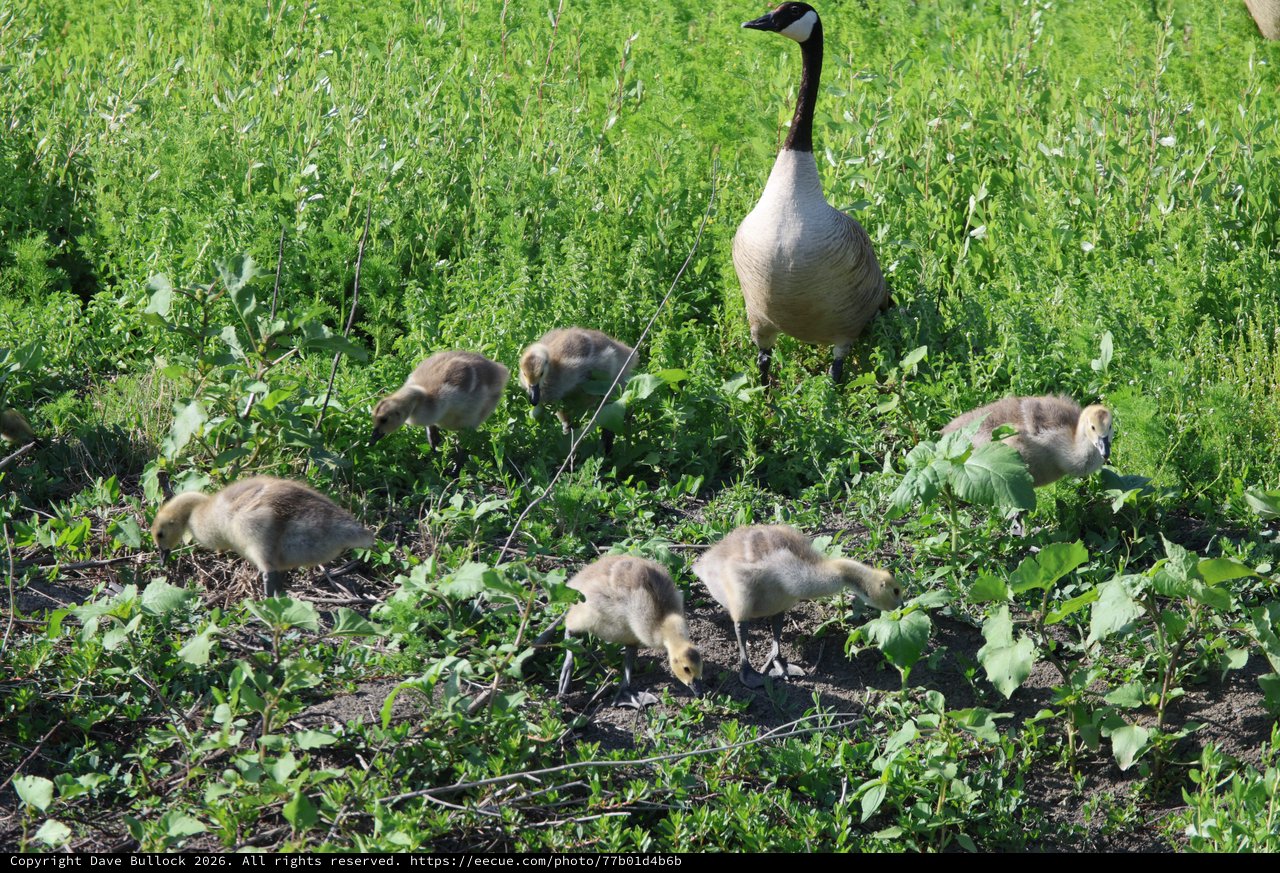 Canada Goose Family Foraging in Wetland Grass