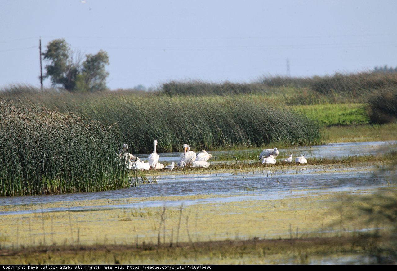 White Pelicans Resting in Wetland Marshes