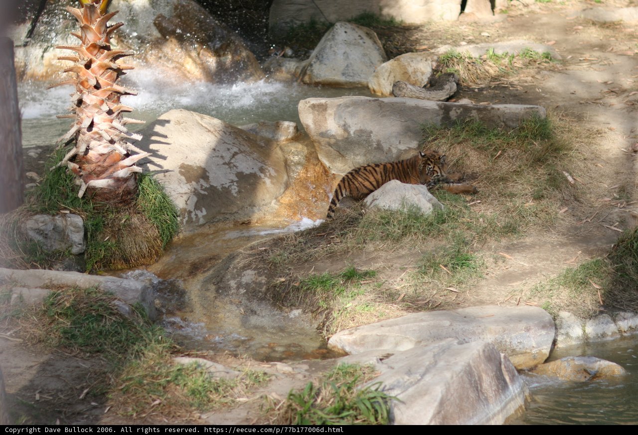 Majestic Tiger Basking on the Rocks