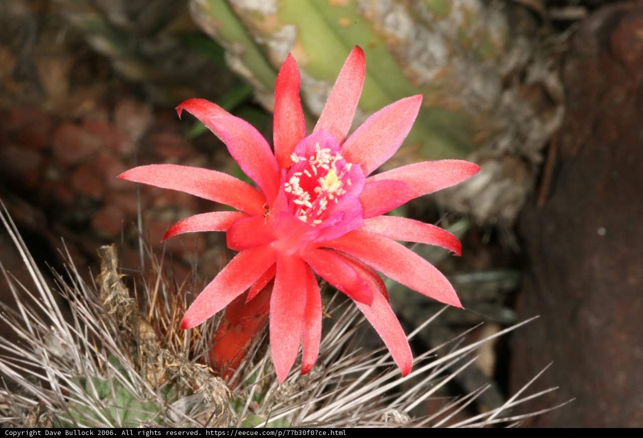 Scarlet Beauty Among Spines