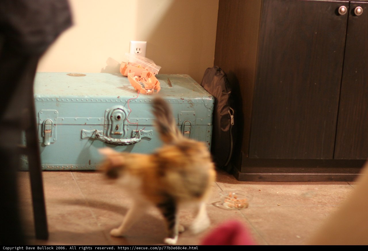 Feline Explorer