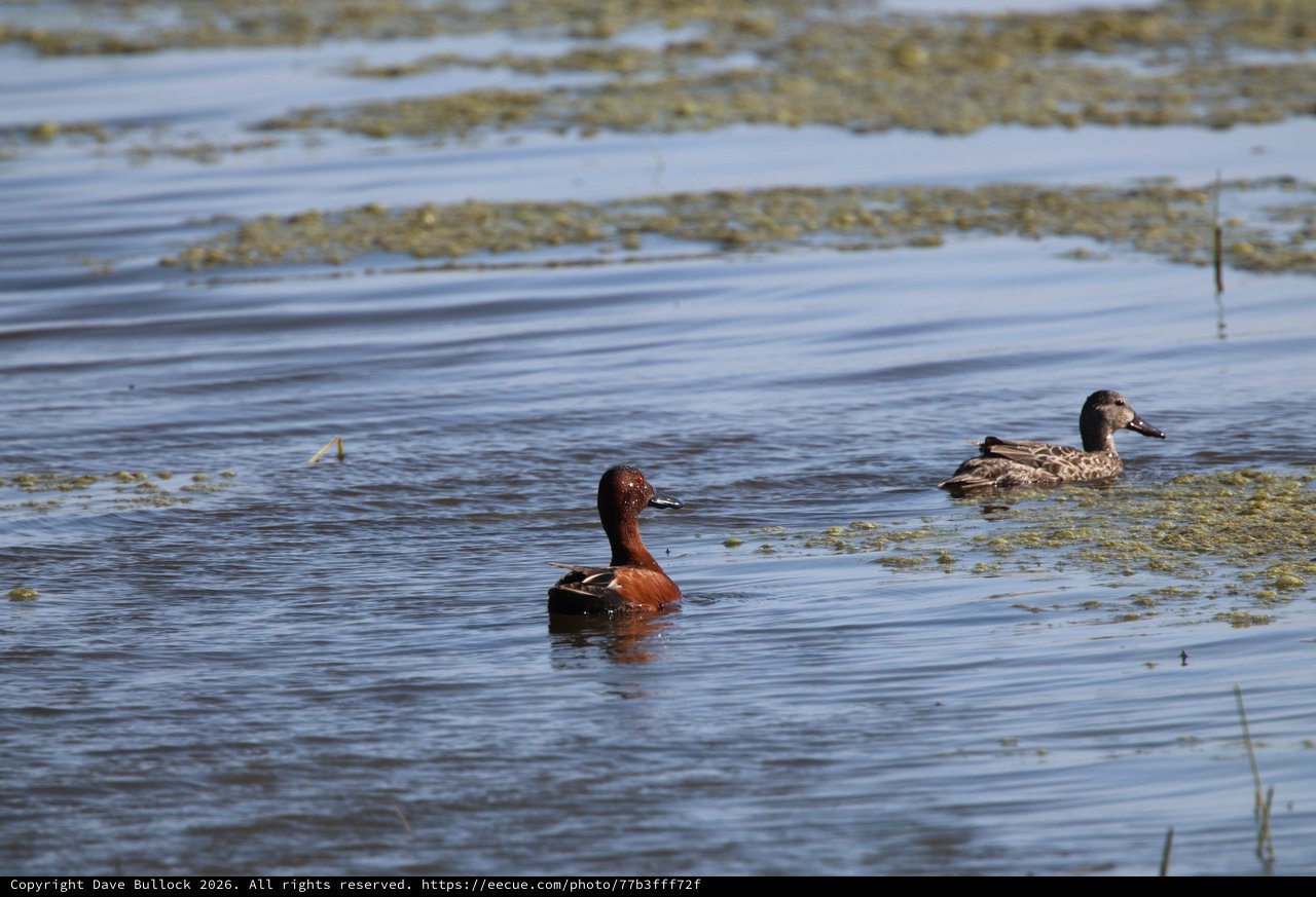 Cinnamon Teal Pair Swimming in Wetland Shallows