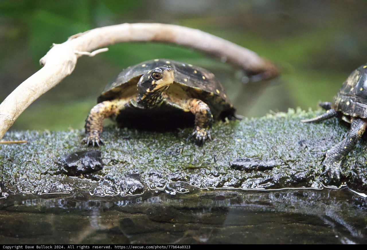 Turtle Rendezvous at Walnut Creek