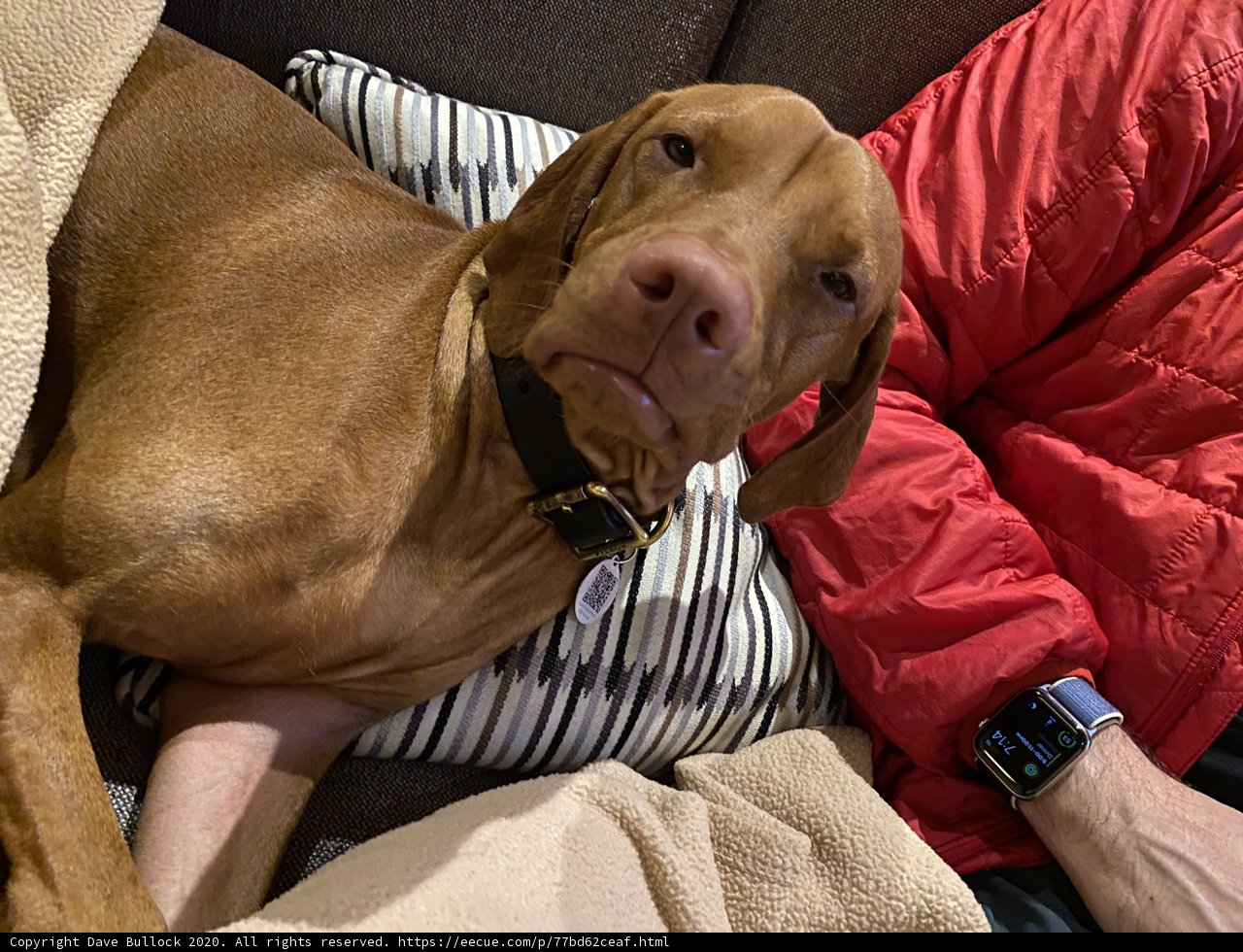 Couch Companionship