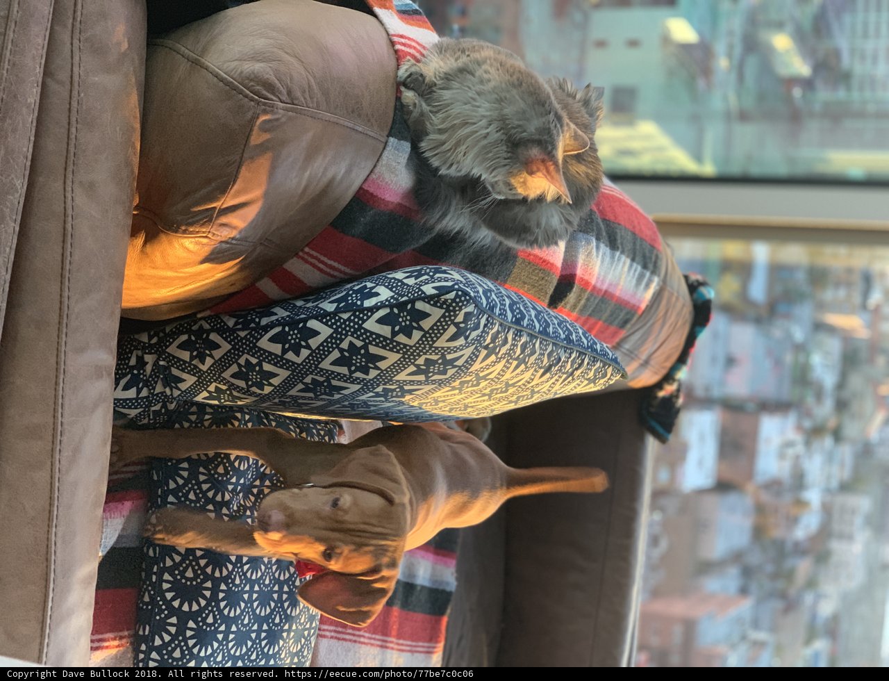 Furry Friends' Cozy Couch Time