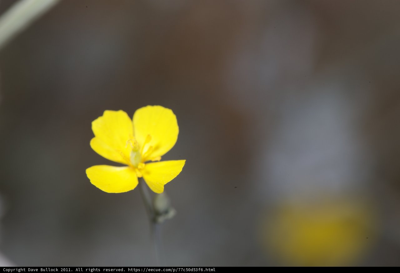 The Lonely Bloom